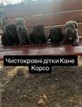Продам чистокровних  цуценят