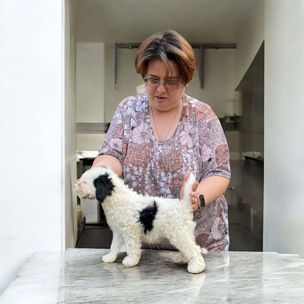 Pudel toy/miniaturka