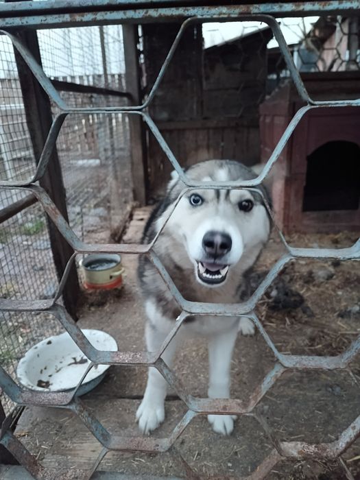 Порода Хаски . В