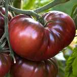 20 sementes de Tomate Negro Crimeia