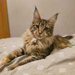 Adopcja płatna 6 miesięczna kotka Maine Coon