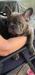 Buldog francuski  Blue