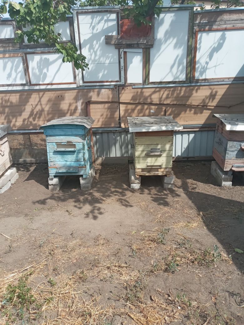 Продам пчелиные рамки