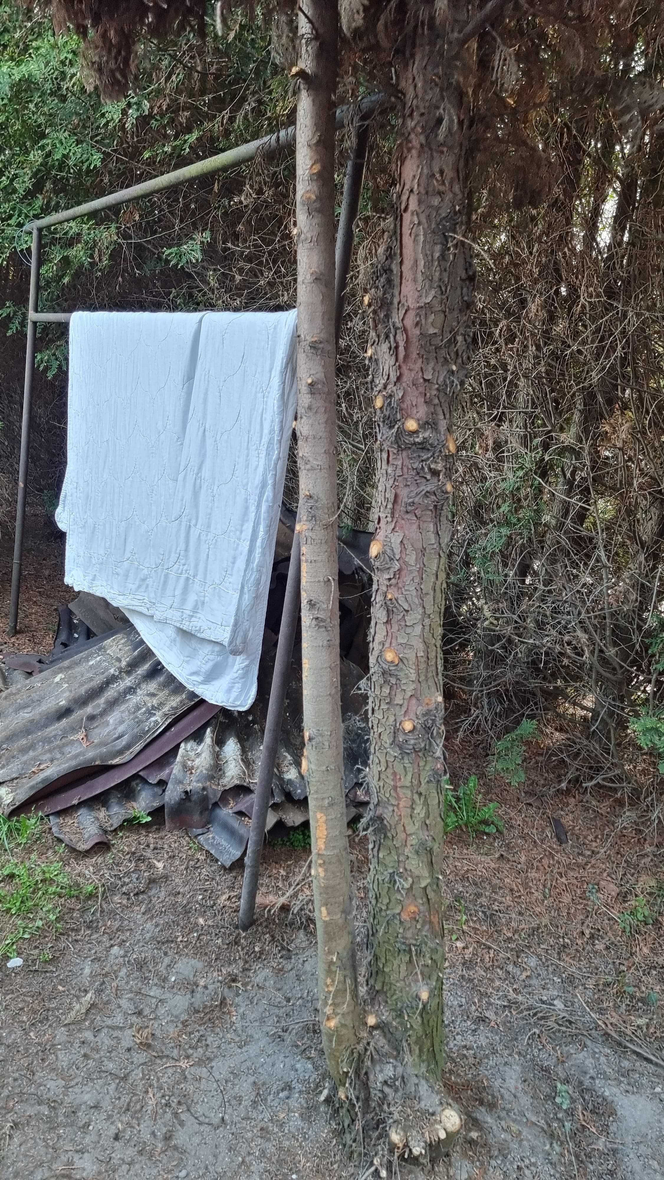 Tuja ogromne grube 8m thuje 30 letnie do wykopania drewno opał palenia