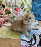 Золотая британская шиншилла кошечка кошка котята дівчинка