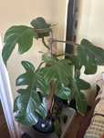 Filodendron squamiferum philodendron