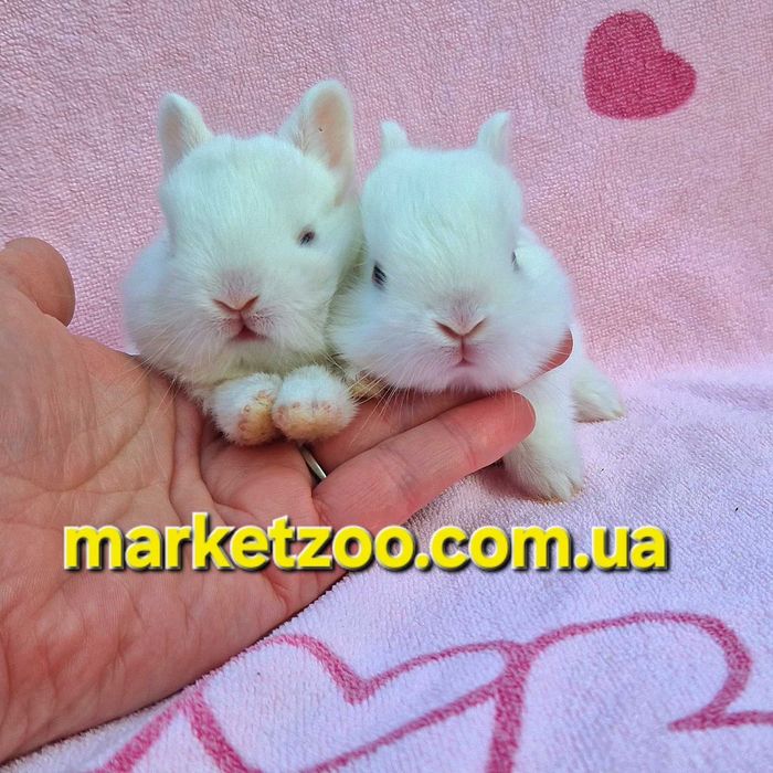 Міні кролик породи Гермелін | Відкрита бронь, карликовые кролики