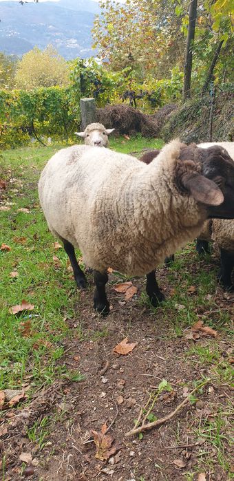 Sulfok 4 anos  muito meigo