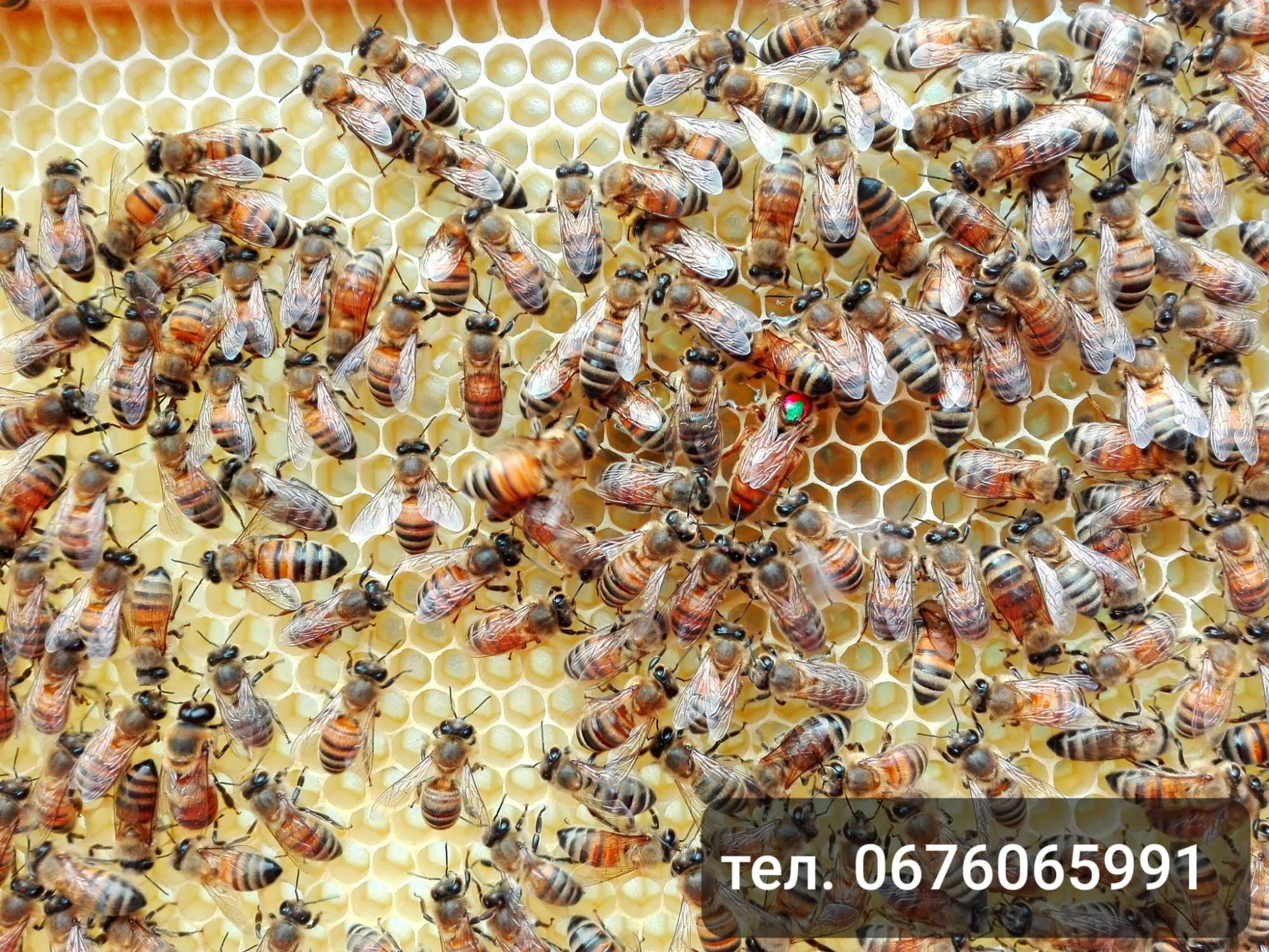 Продам бджолосімї, бджолопакети Бакфаст 1500грн.