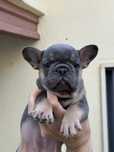 Bulldog Francês Blue Tan
