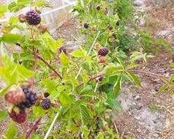 Framboesa preta planta