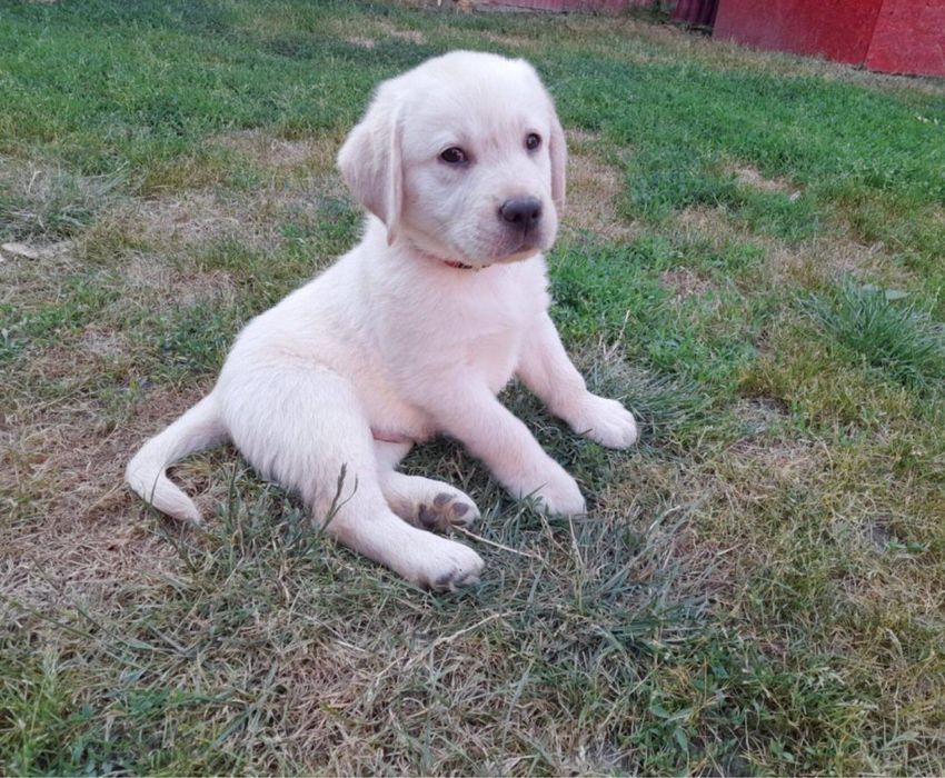 Labrador bege 2 meses