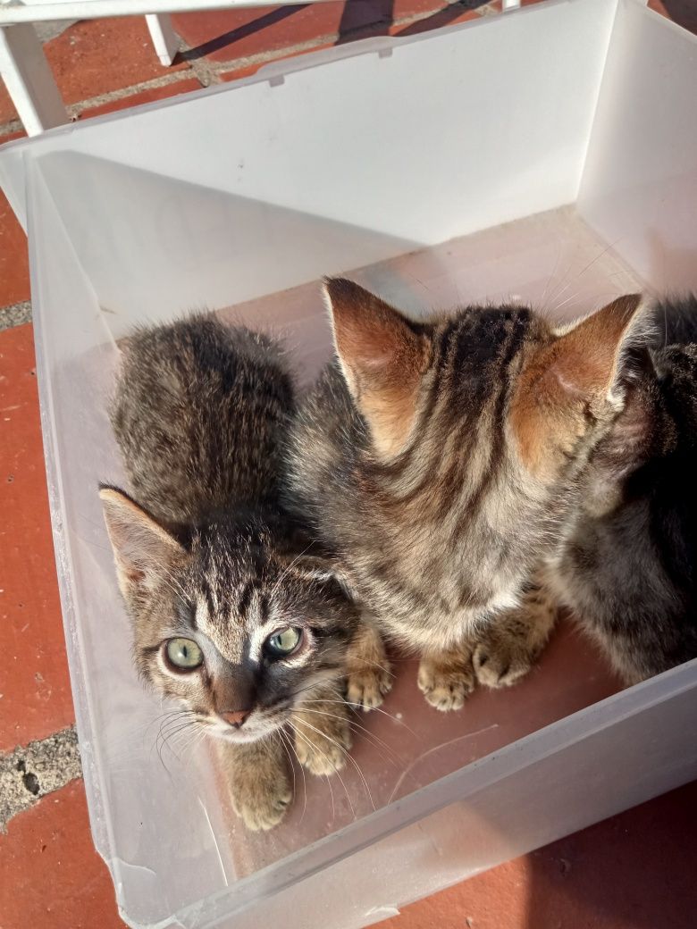Três pequenos gatos tigres