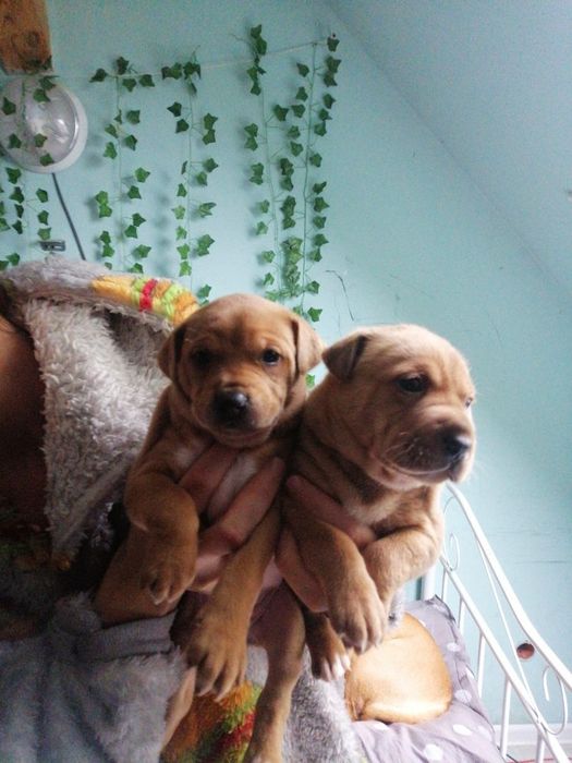 Do oddania szczeniaczki