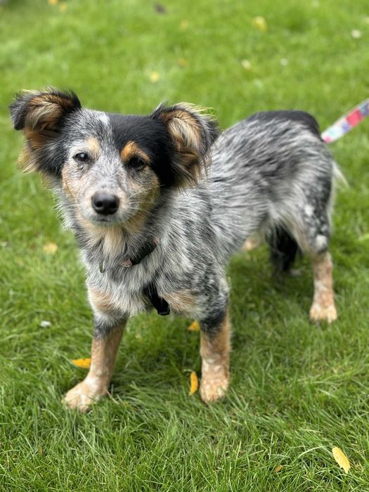 Dwa przecudne maluchy szczeniaki czekają na dom