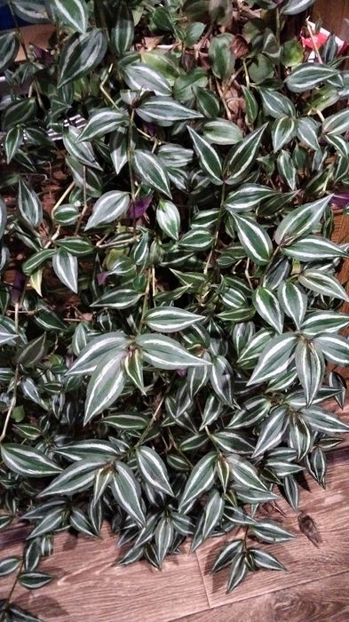 Традесканция зебрина