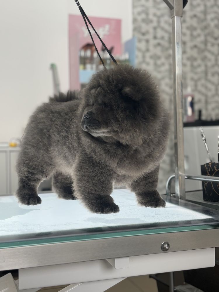 Chow chow sunia wybitna uroda !!