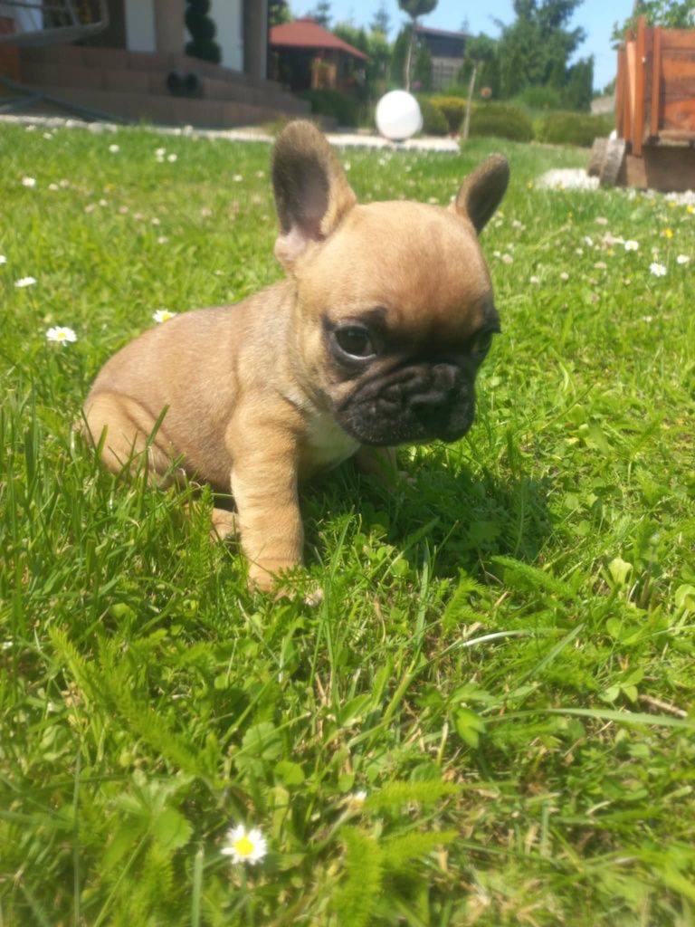Buldog Francuski do rezerwacji