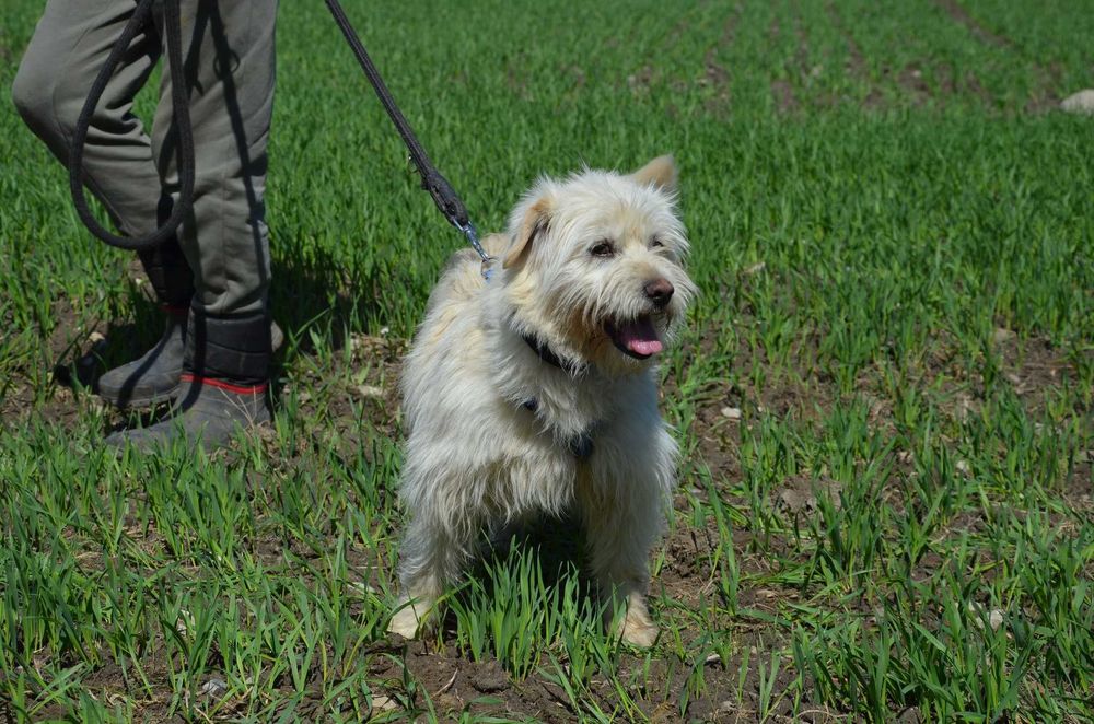 Oskar – jork miedarski, ekspert od spacerowania