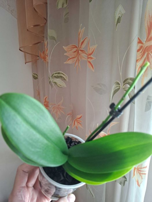 Орхідея фаленопсіс мультіфлора