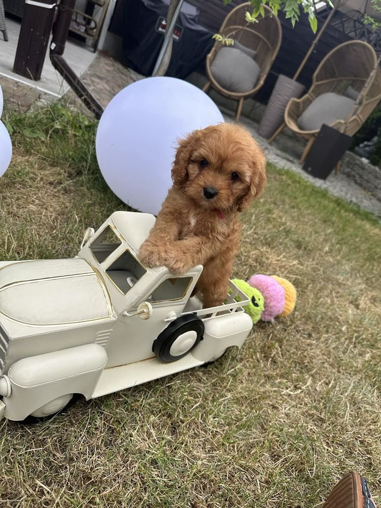 Przesliczna dziewczynka Cavapoo