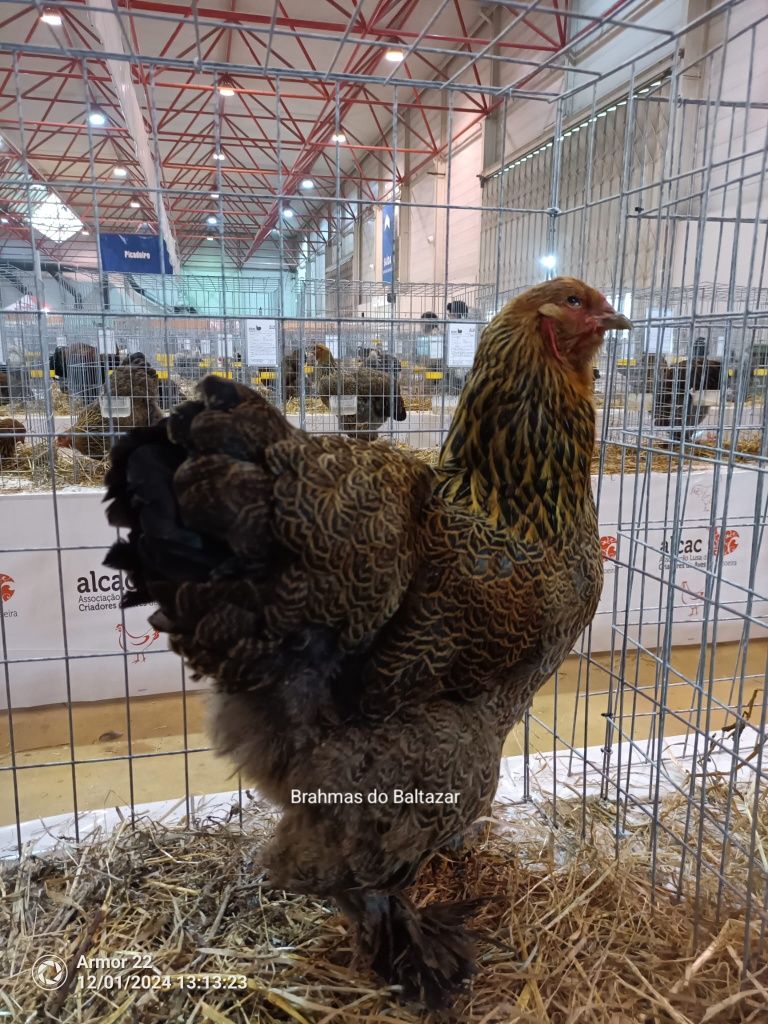 Brahma Perdiz dourada {ovos}