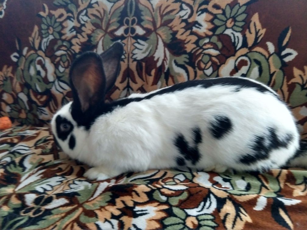 Самчик НСВ(німецький строкатий велетень).