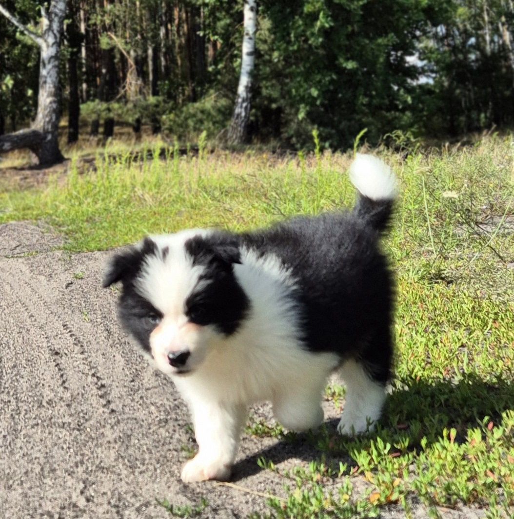Piesek border collie