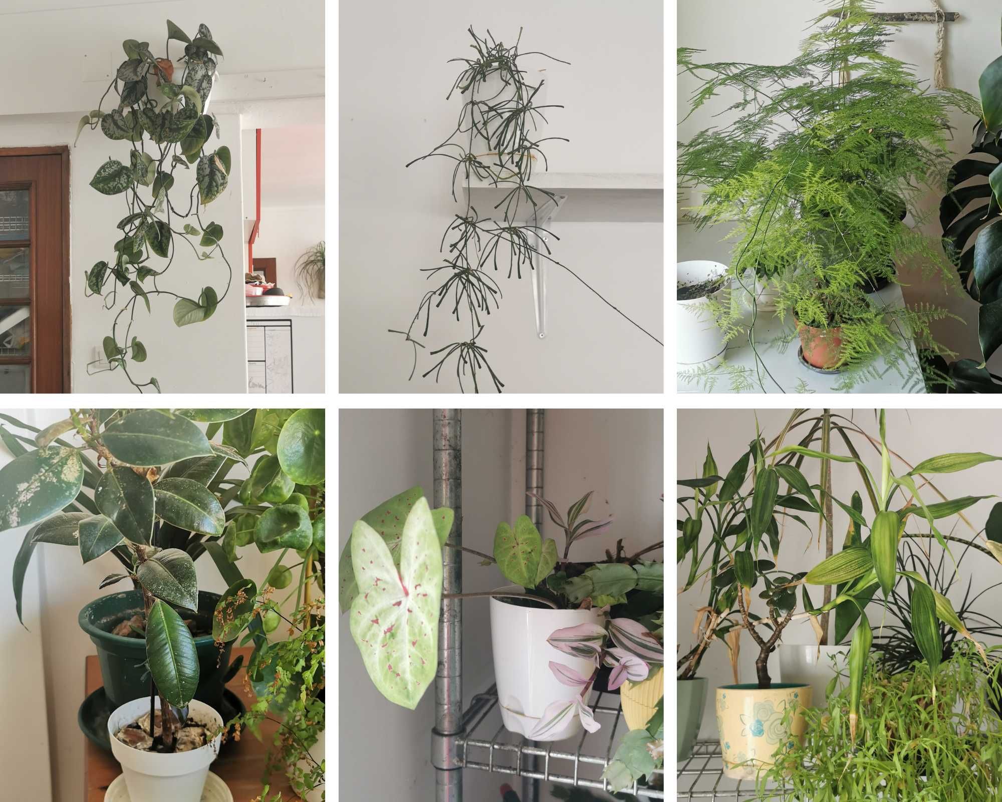 Várias plantas de interior e exterior