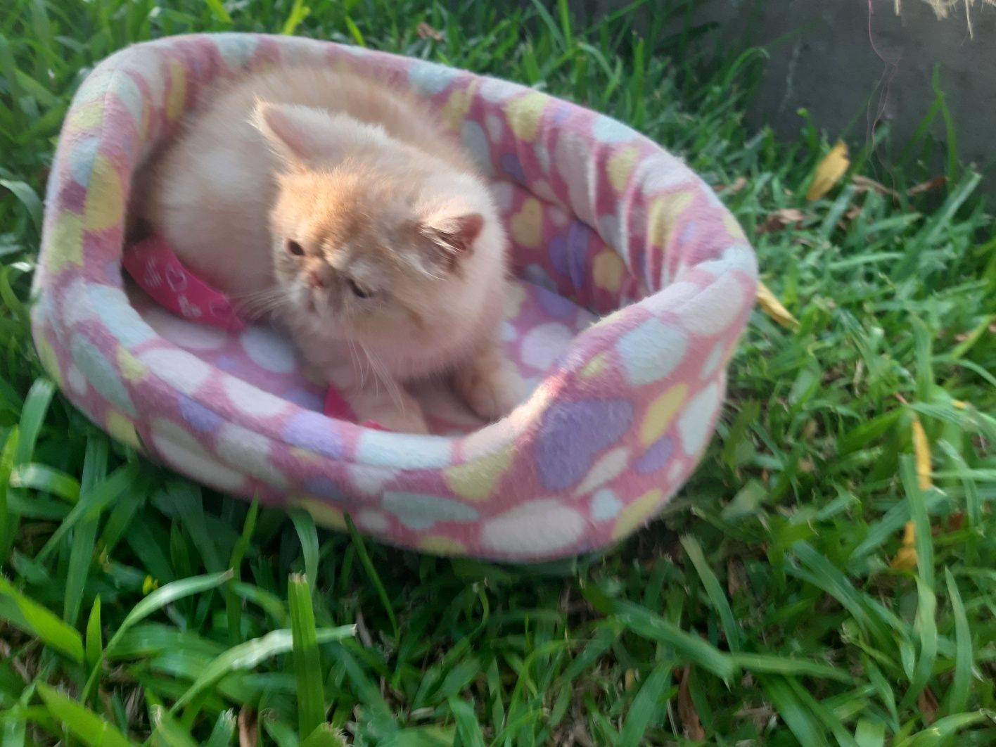 Gato persa red tabby