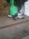 Rysie polskie samce I samice