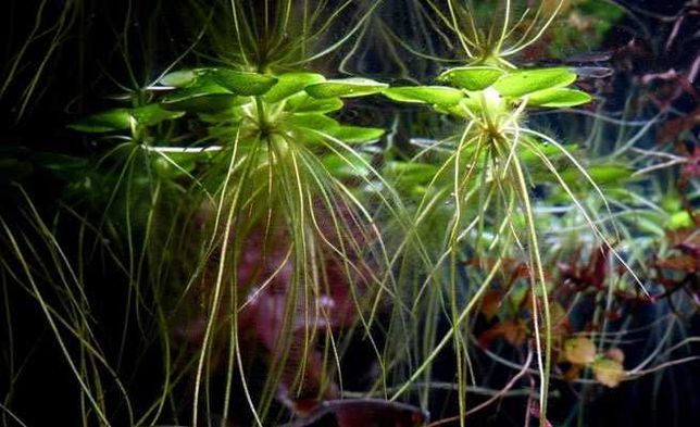 Лимнобиум растение плавающее для аквариумов и мелких прудов