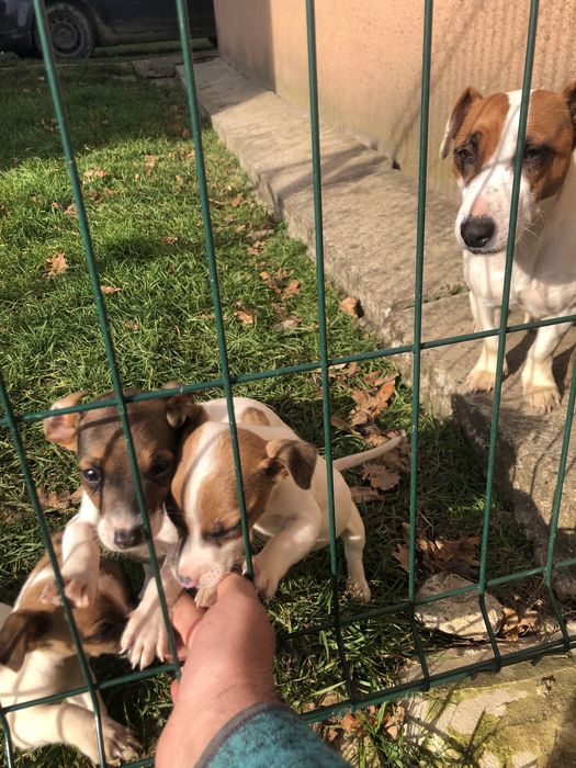 ДЖЕК РАССЕЛ дві дівчинки, два хлопчики. Щеплені. Народились 5 вересня.