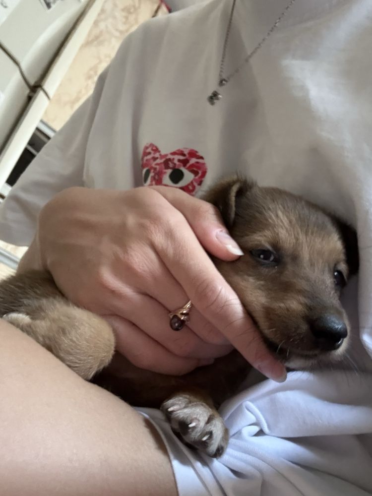 собака. дворняга