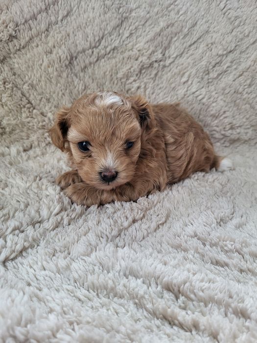 Maltipoo F1 suczka