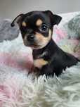 Chihuahua sunia Lola REZERWACJA