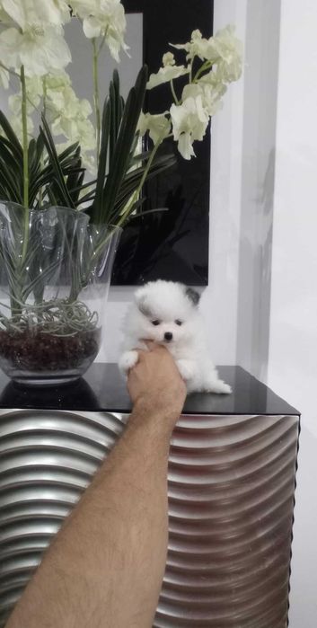 Spitz Alemão Anão/Lulu da Pomerânia FEMEA BRANCA e PRETA  LOP e AFIXO