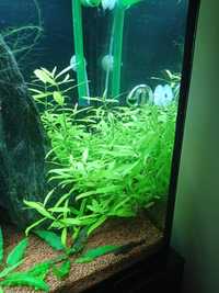 Rośliny akwarium Hygrophila polysperma- Nadwódka wielonasienna