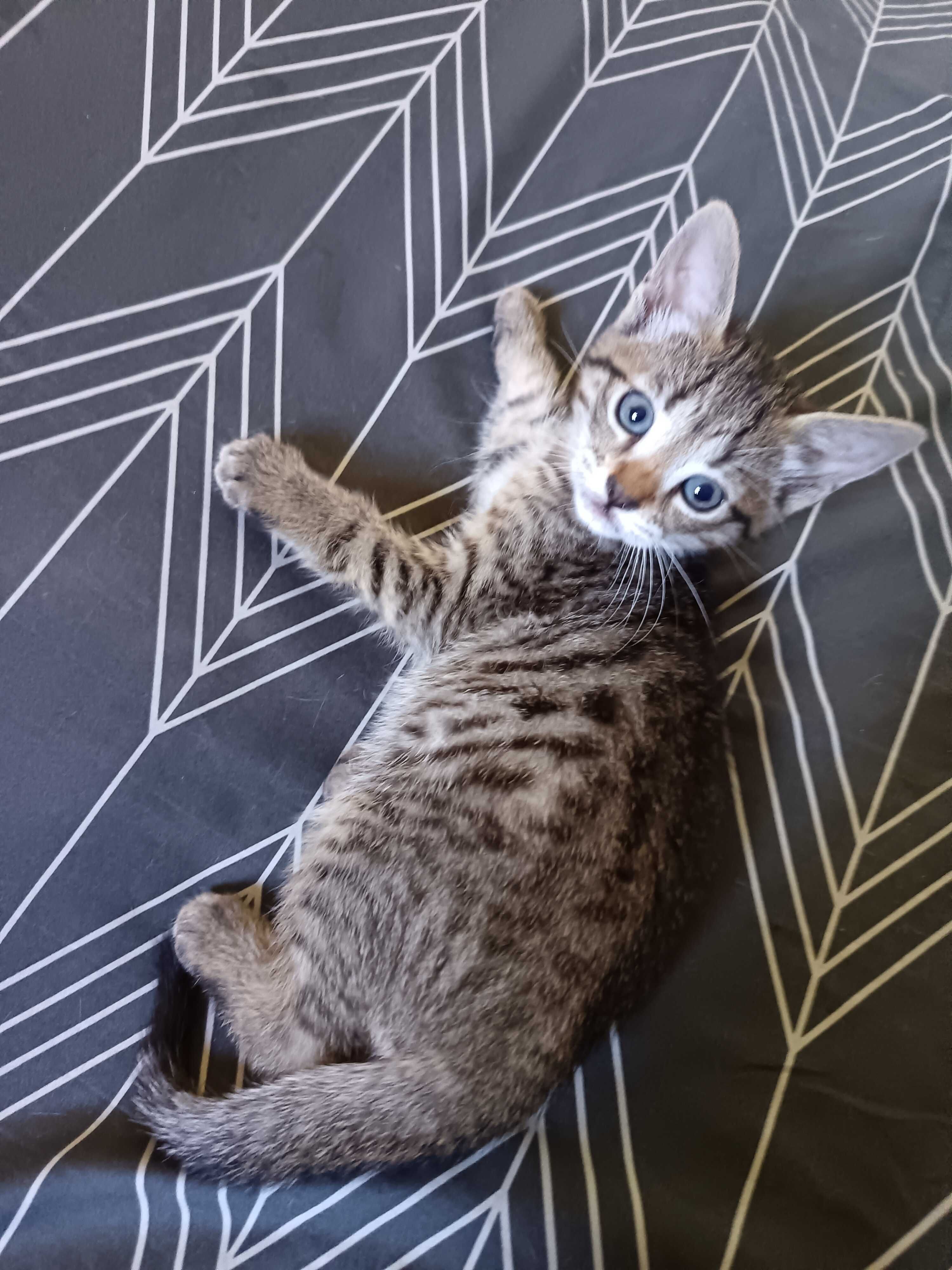 Gatinho adorável para oferecer