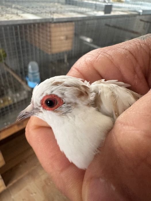 Rolas diamanres malhadas. E normais  top