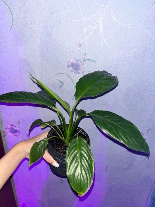 Спатіфілум Квіти білого кольору