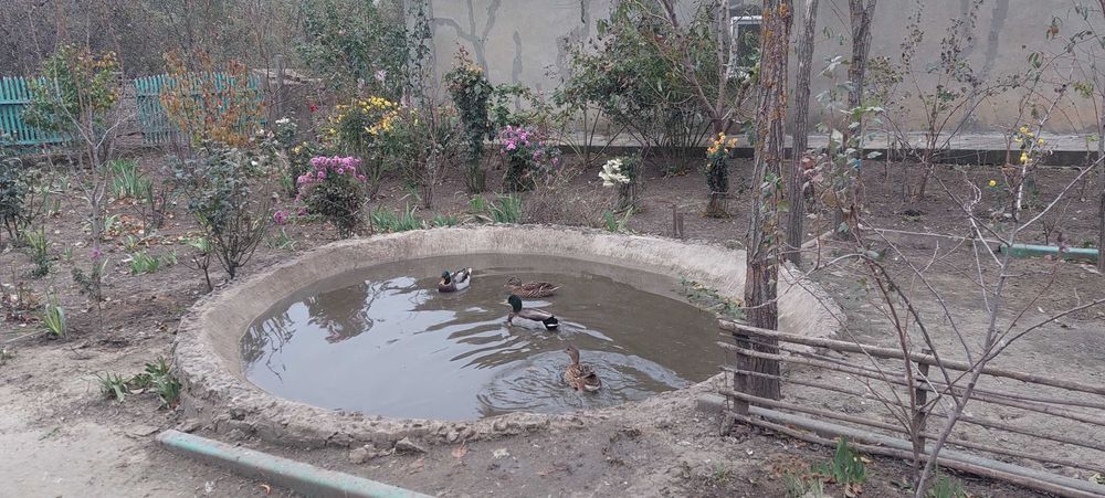 Качки кряква (одомашнені)