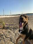 Petsitting - cães