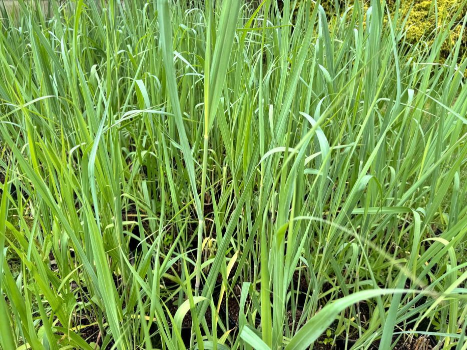 Proso rózgowate 'Waterfall' (Panicum virgatum) Doniczka 2.0L