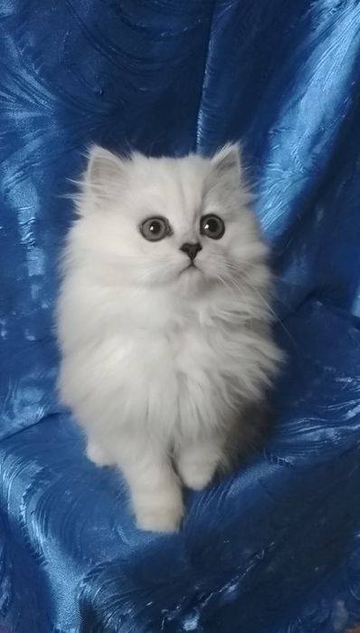 Серебристый шиншилла белый пепельный