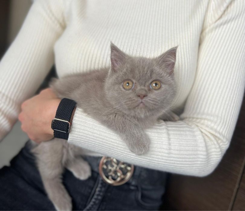 Pięknej urody Kotka Brytyjska z Rodowodem