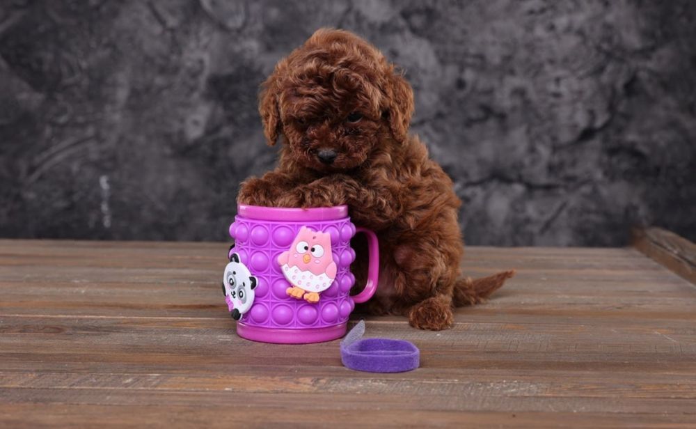 Ekskuzywna Suczka Pudel Toy Red Brown