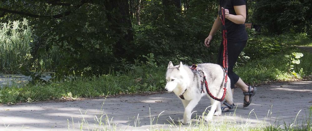 HIFICA Długa Smycz Amortyzowana dla Psa SOFT WALK 2.2 PA 40 + Karab. 8