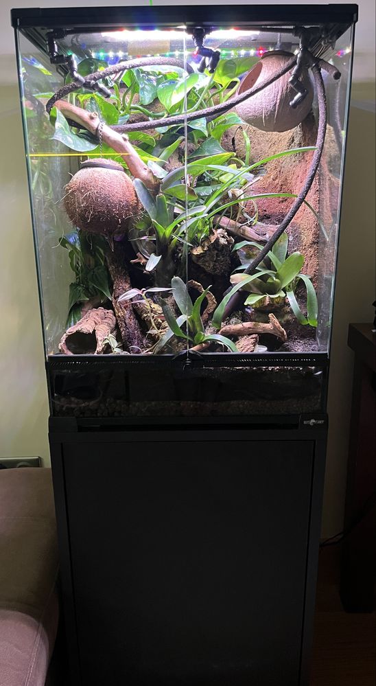 Gekon Orzęsiony Dalmatian z terrarium(oswietlenie Skylight)