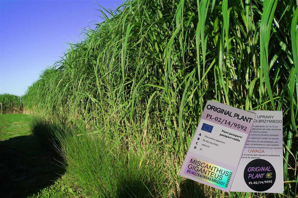 Miskant Olbrzymi-Giganteus, żywopłot-ORYGINALNY!Karpa XXL-Jak bambus!